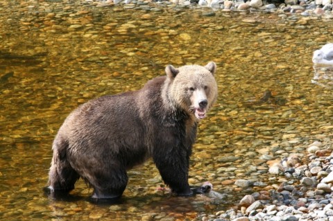 Big Bear Country