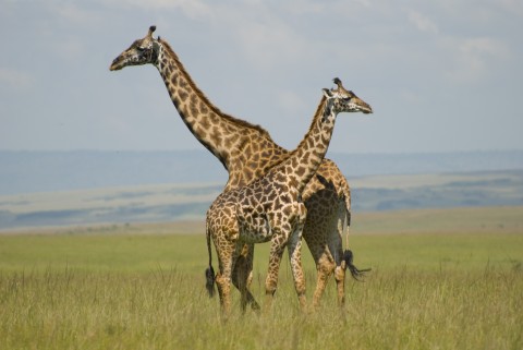 Giraffes in Masai Mara, Kenya